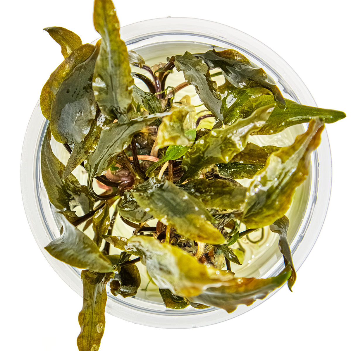 Cryptocoryne wendtii 'Mi Oya'
