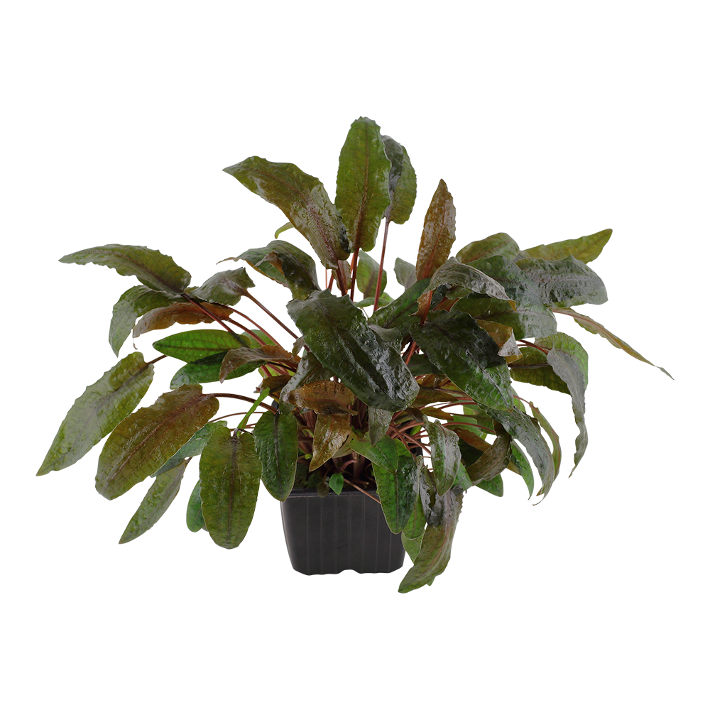 Cryptocoryne wendtii 'Tropica'