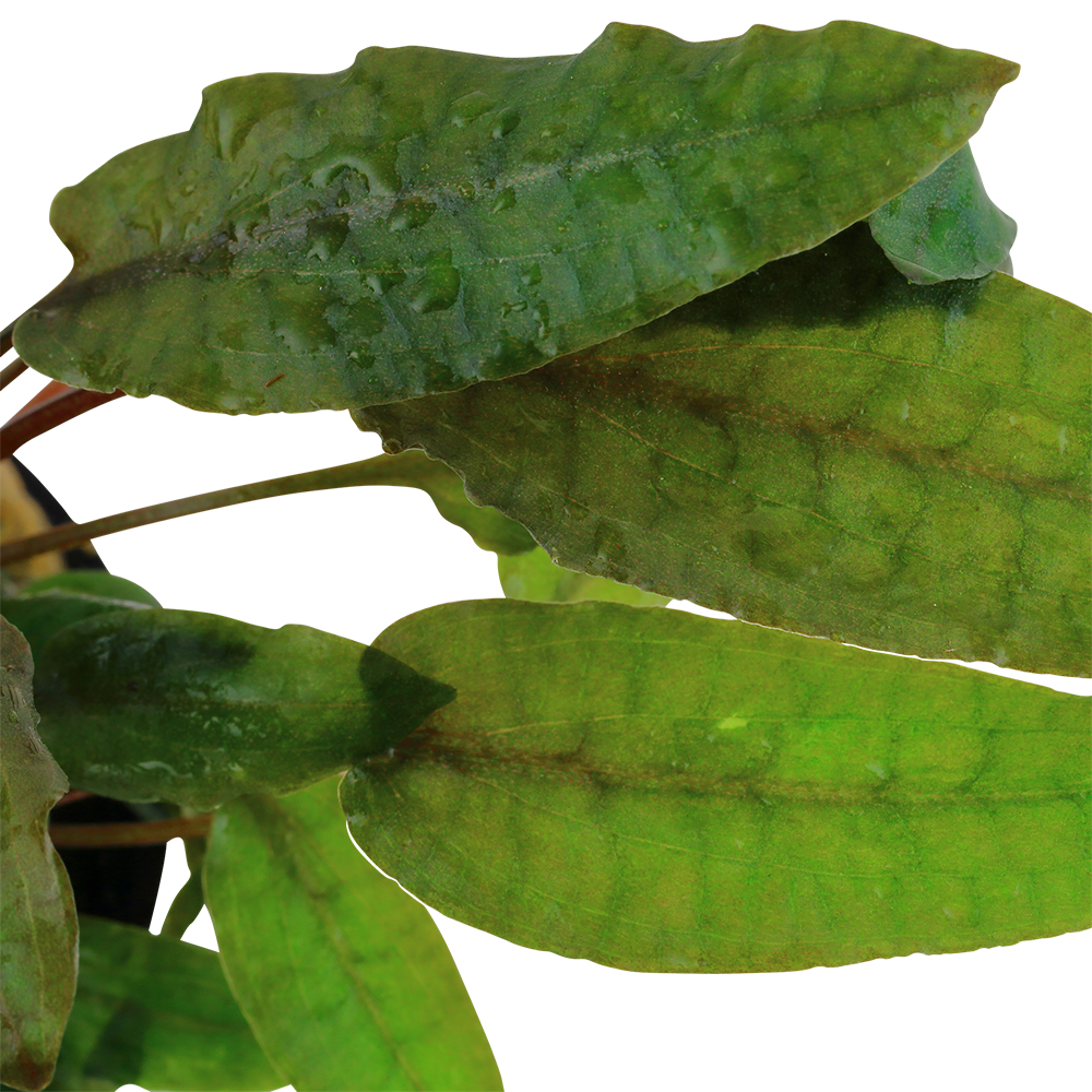 Cryptocoryne wendtii 'Tropica'