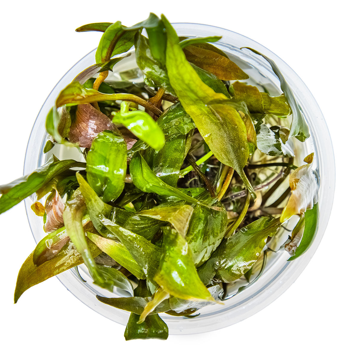 Cryptocoryne undulata 'Broad Leaf'