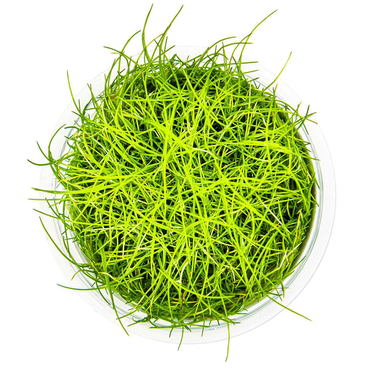 Eleocharis pusilla 'Mini'