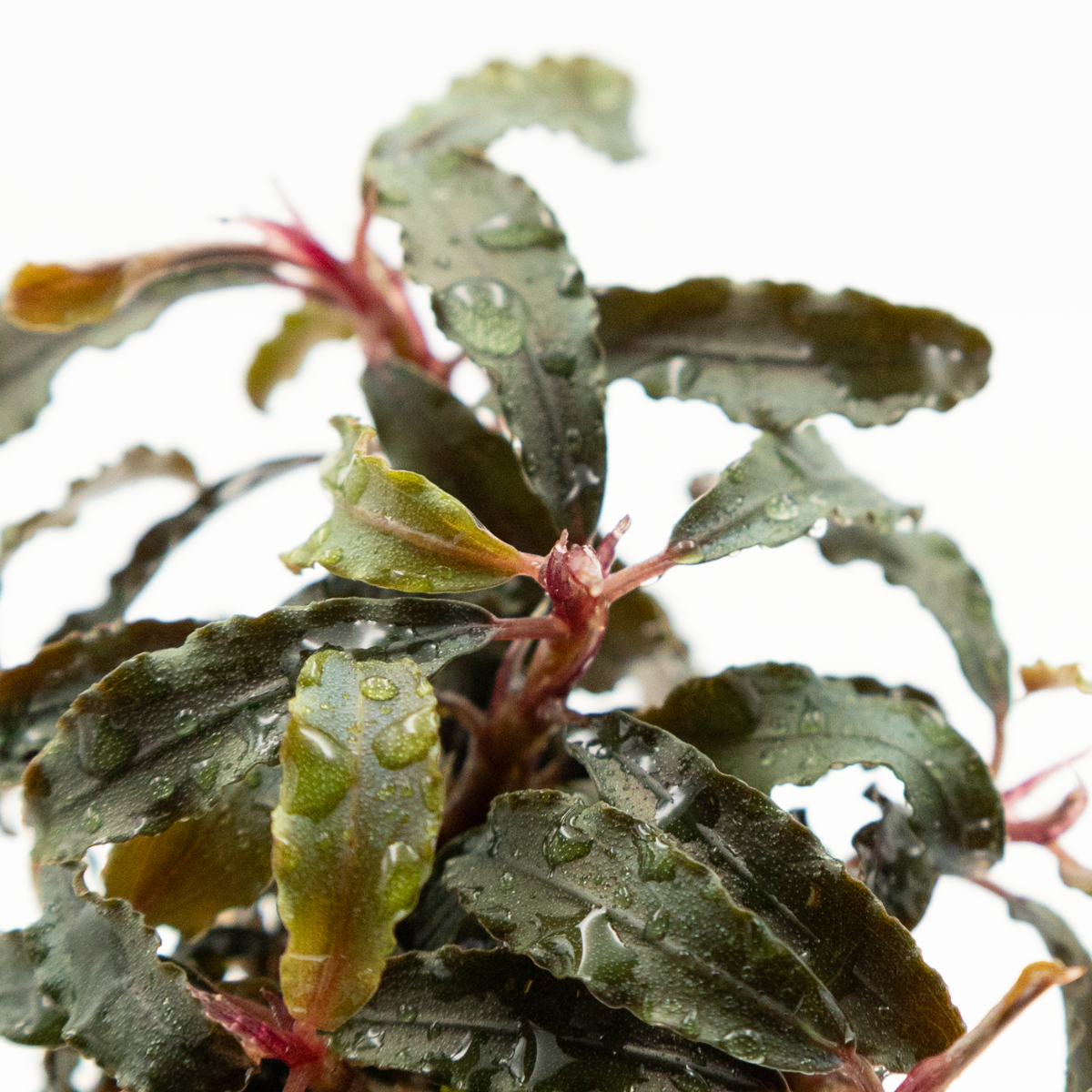 Bucephalandra 'Kedagang'