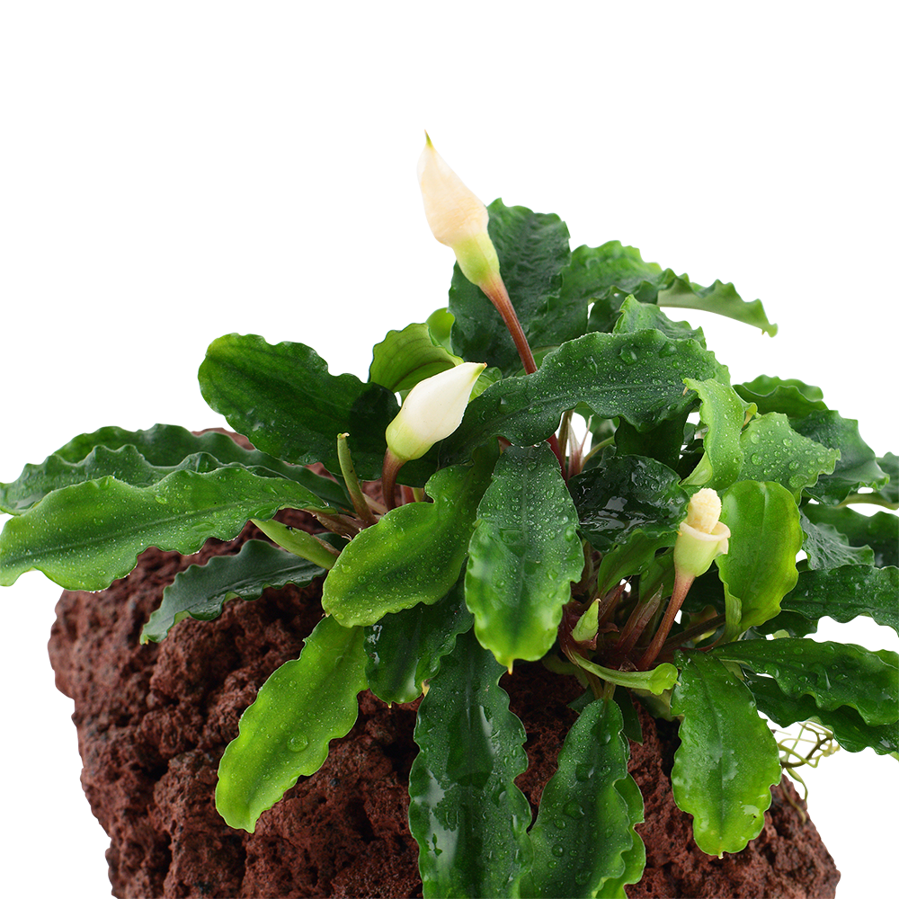 Bucephalandra pygmaea 'Bukit Kelam'