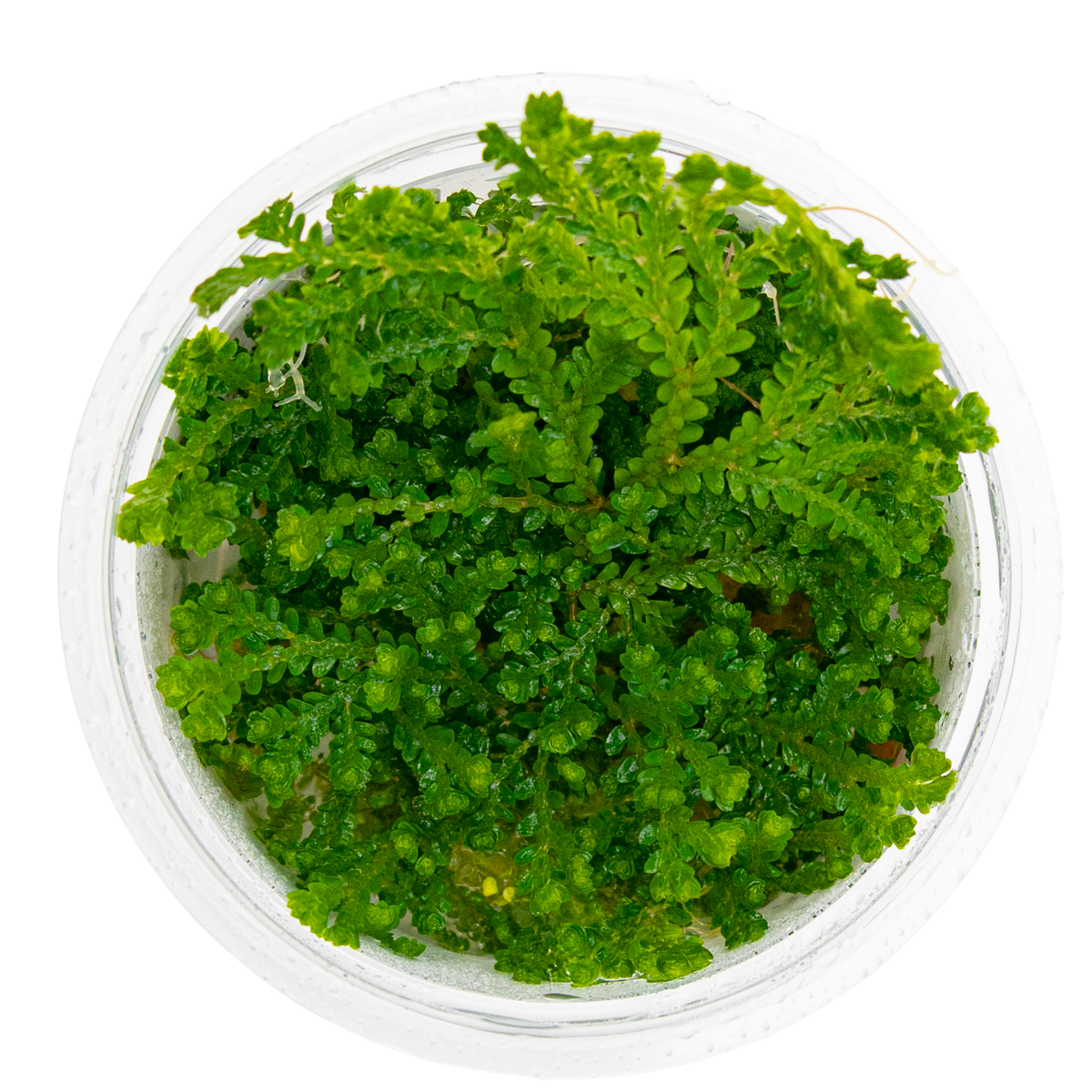 Selaginella uncinata
