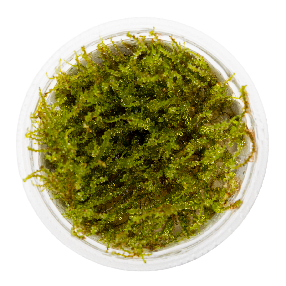 Plagiomnium sp. 'Thyme Moss'