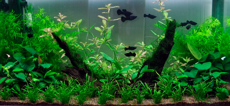 Layout 2 (128 L)