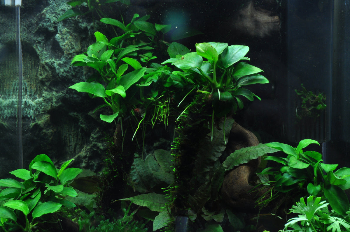 Layout 39 (30 L)