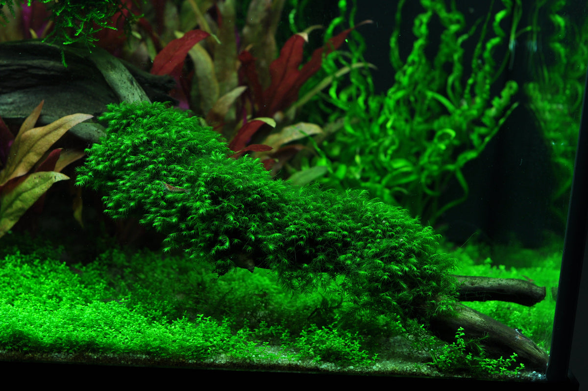 Layout 41 (180 L)