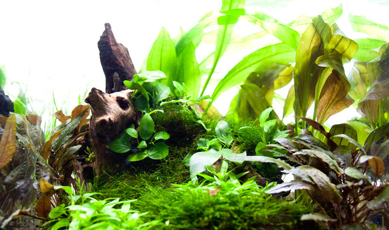 Layout 43 (30 L)
