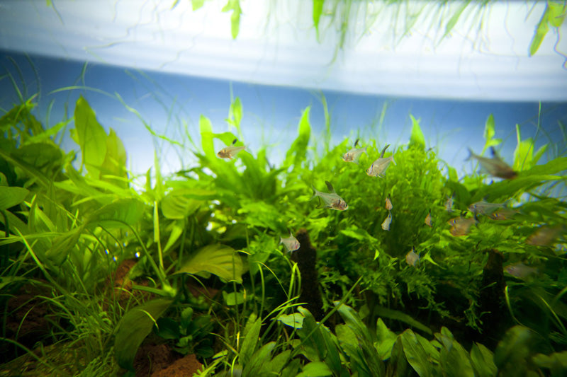 Layout 46 (200 L)