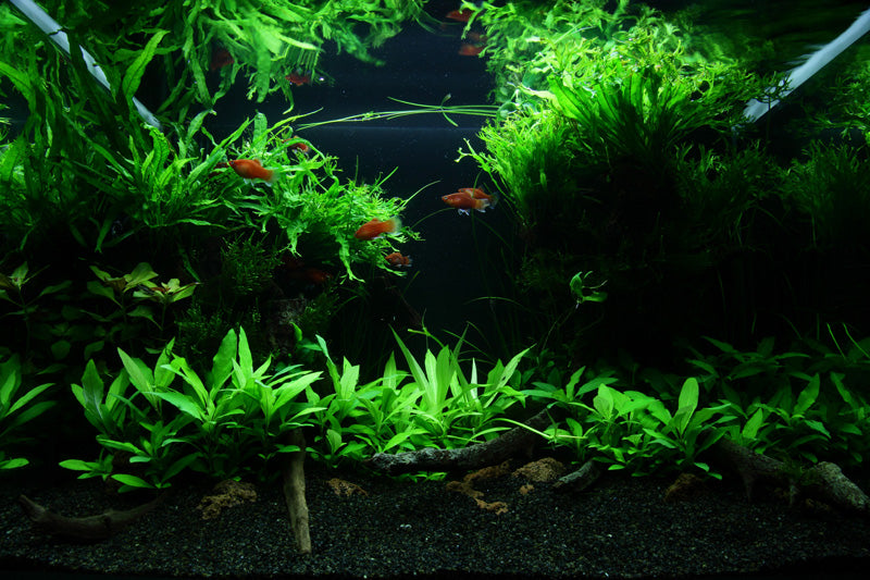 Layout 47 (100 L)