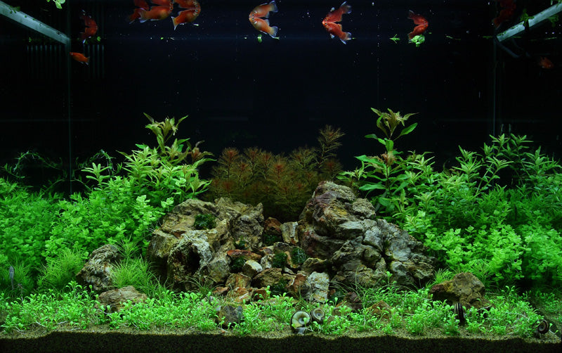 Layout 51 (100 L)