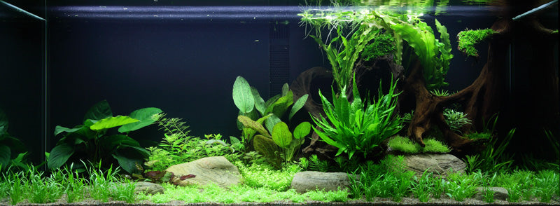 Layout 65 (300 L)