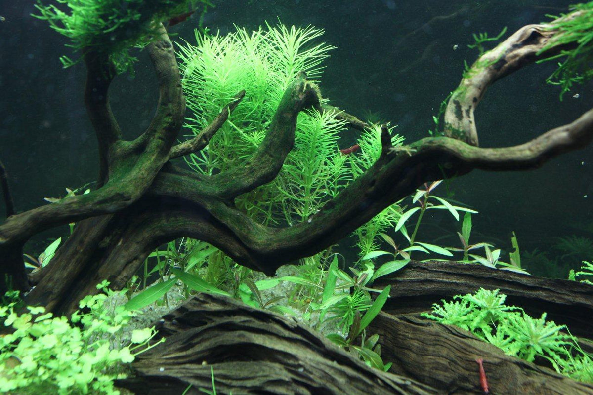 Layout 69 (125 L)