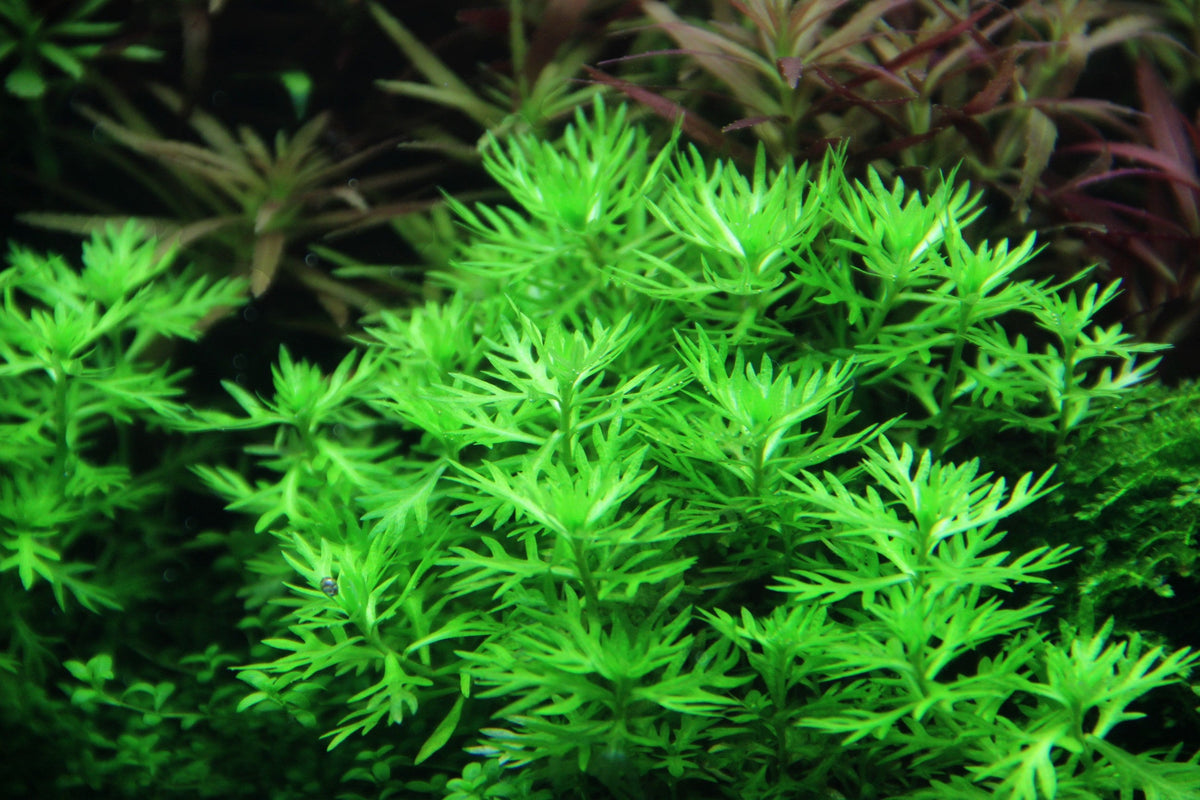 Layout 83 (100 L)