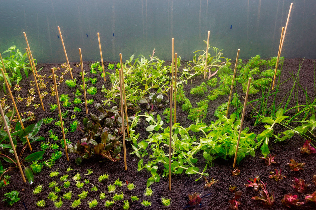 Layout 105 (300 L)
