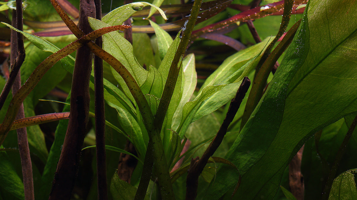 Layout 108 (250 L)
