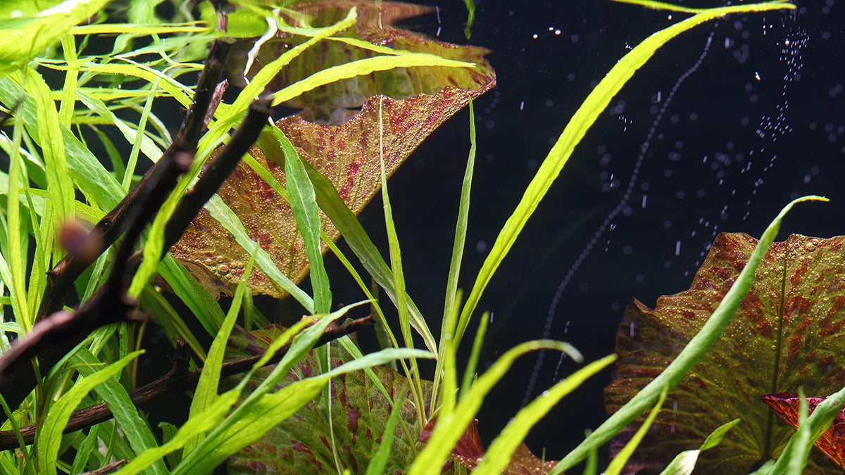 Layout 110 (250 L)