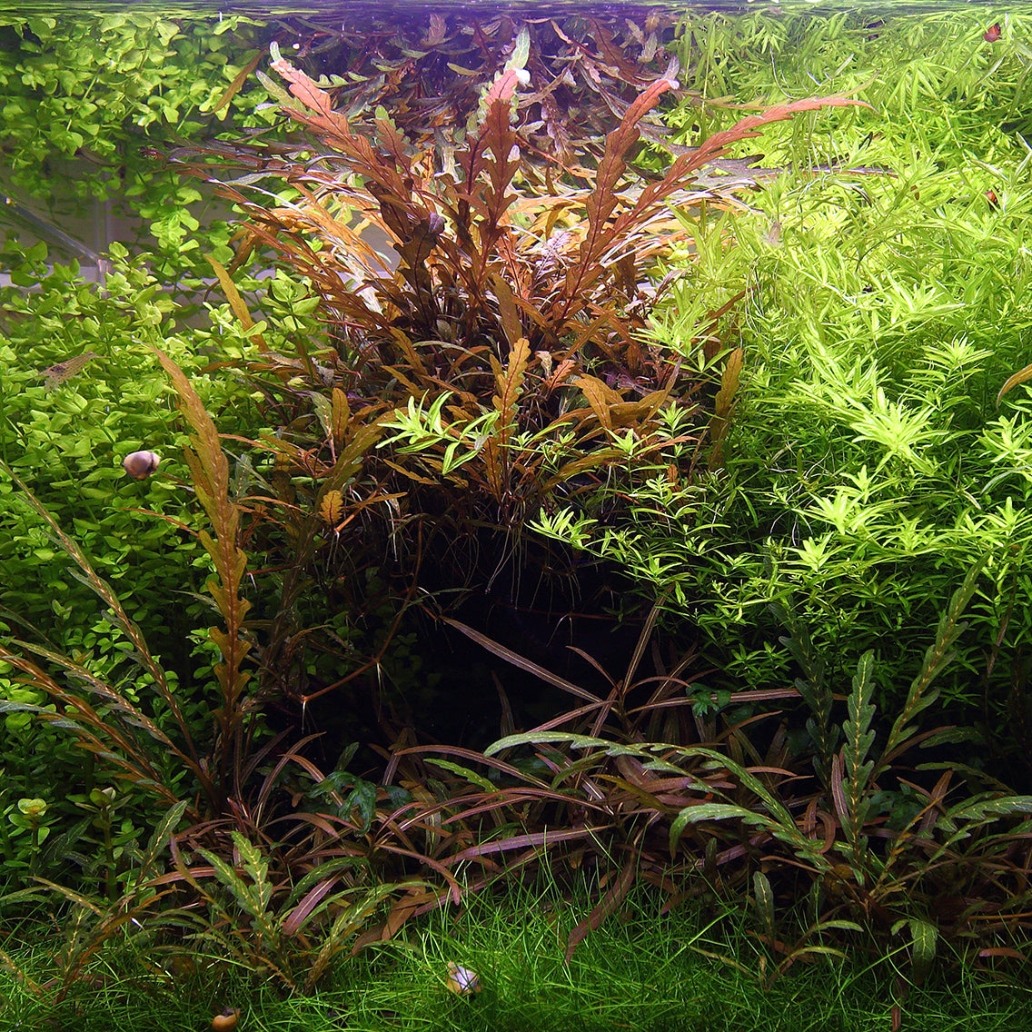 Layout 112 (55 L)