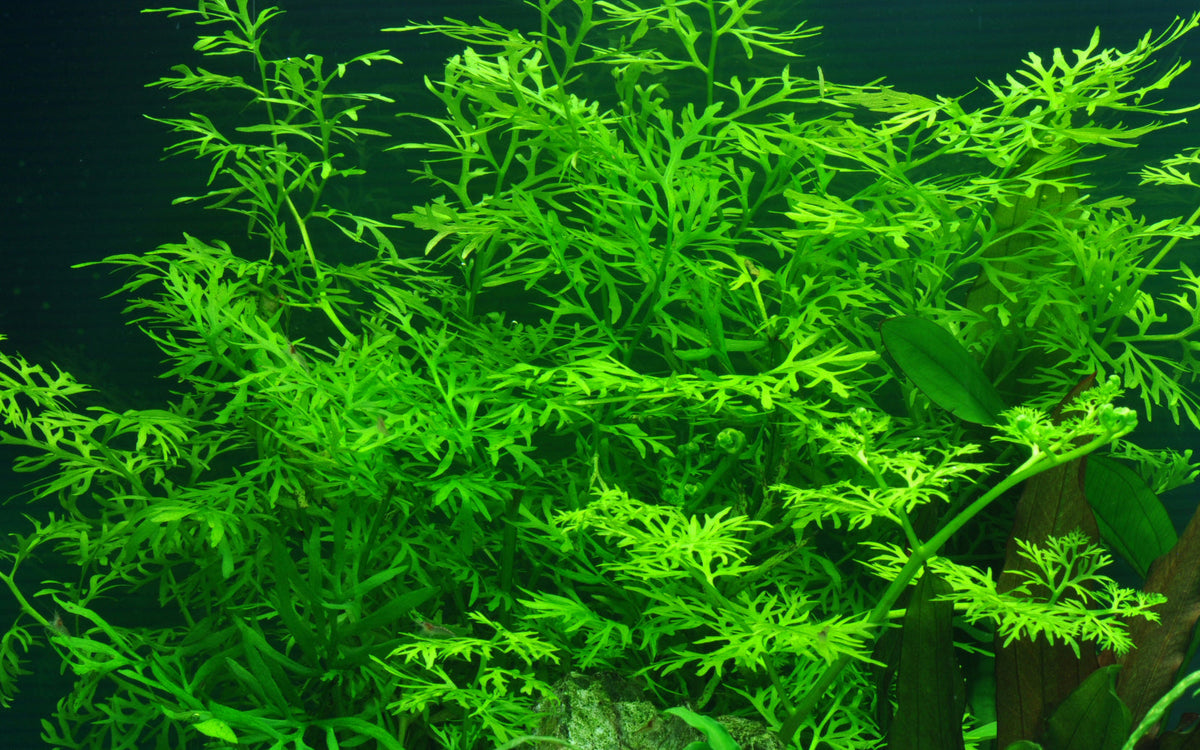 Ceratopteris thalictroides