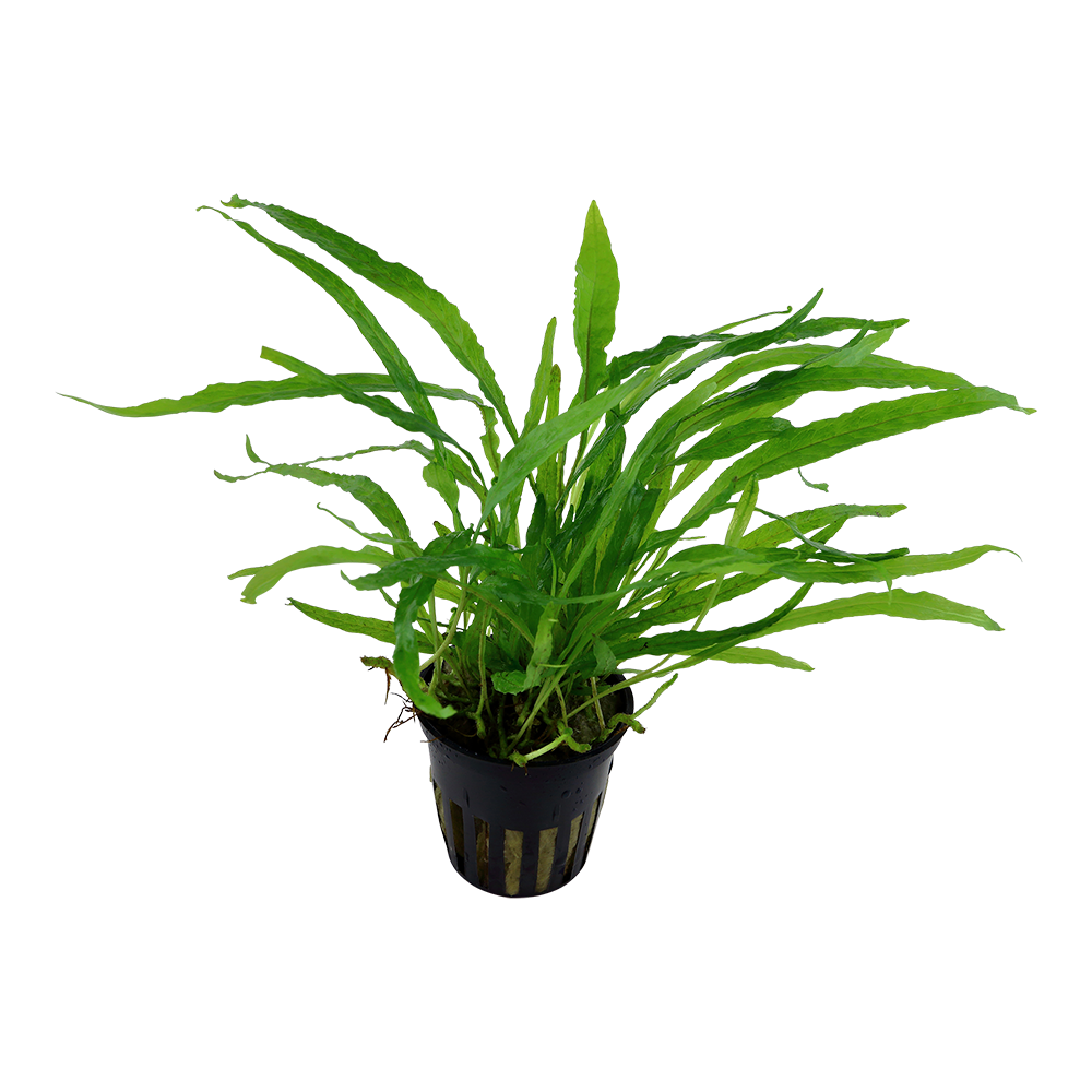 Microsorum pteropus 'Narrow'