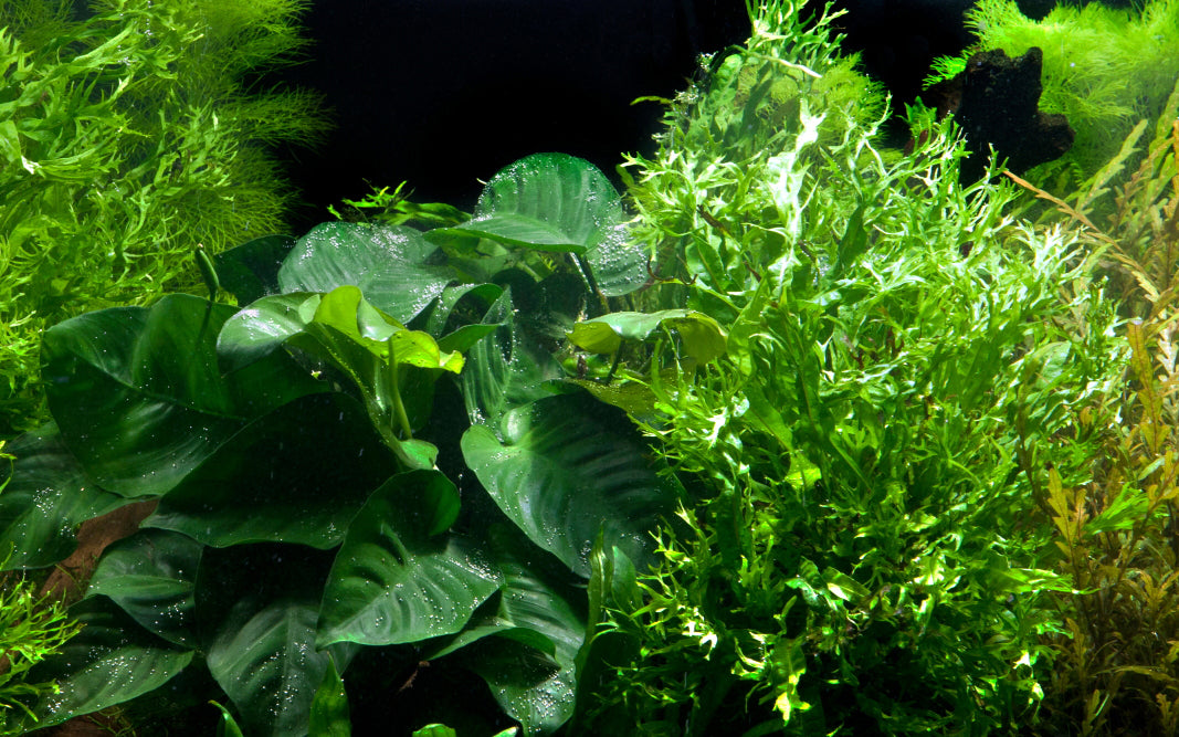 Microsorum - Anubias 'Duet'
