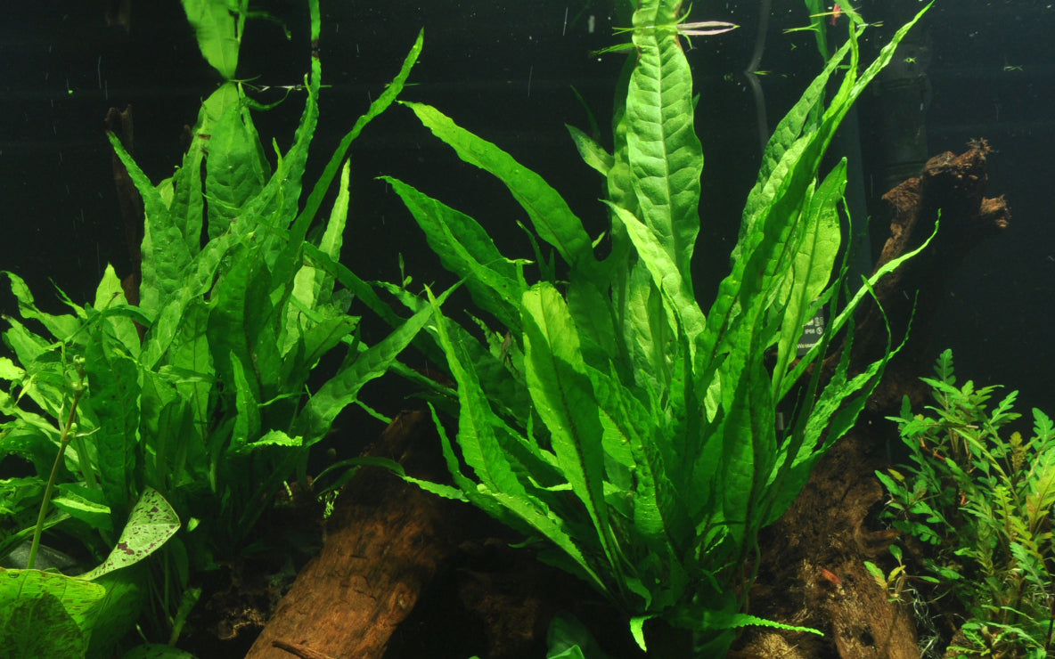 Microsorum pteropus