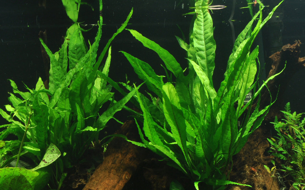 Microsorum pteropus