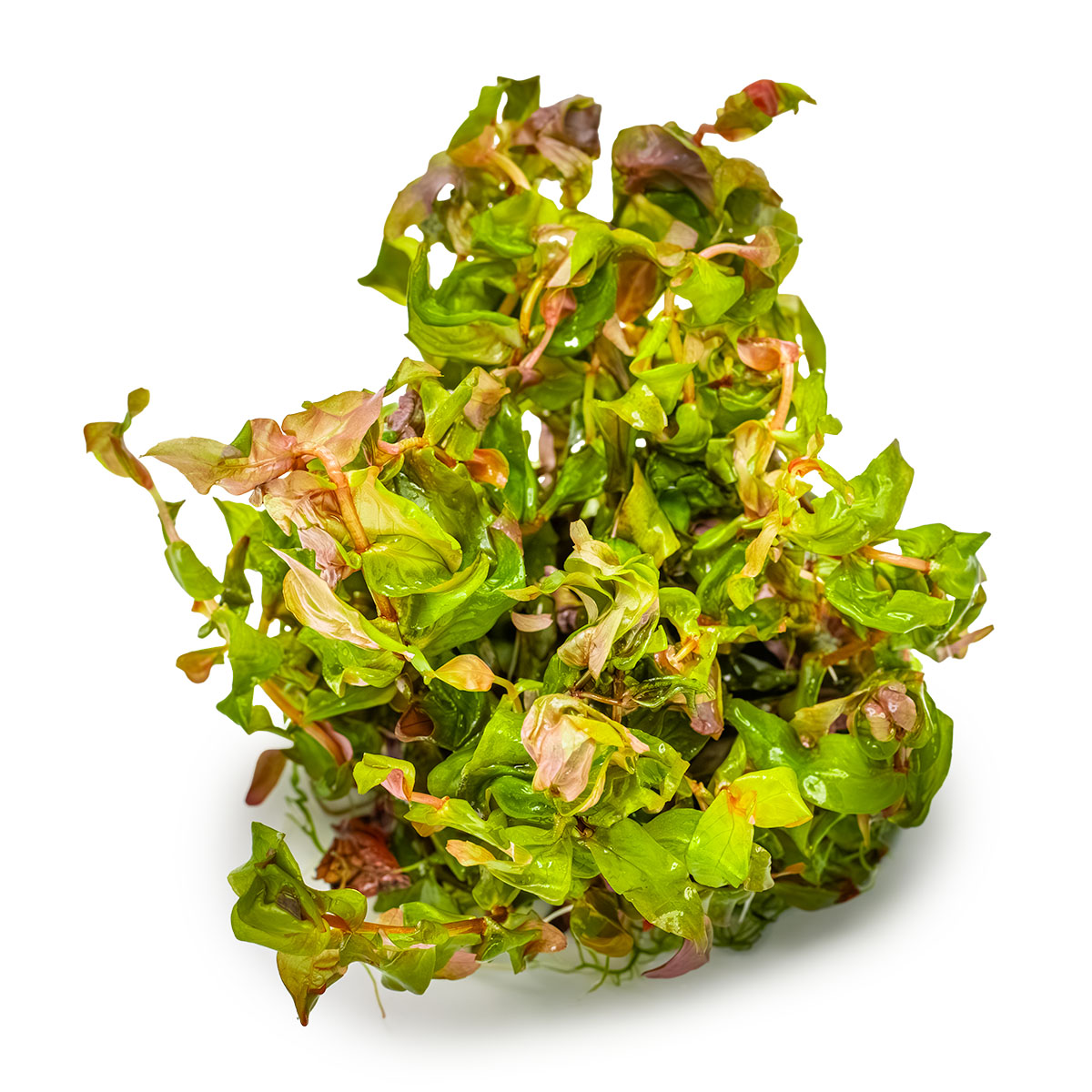 Rotala macrandra