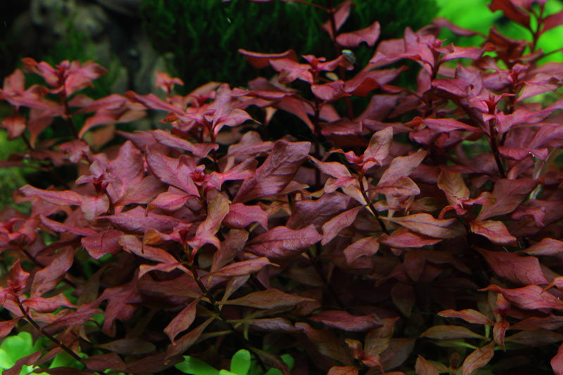 Ludwigia palustris 'Super Red'