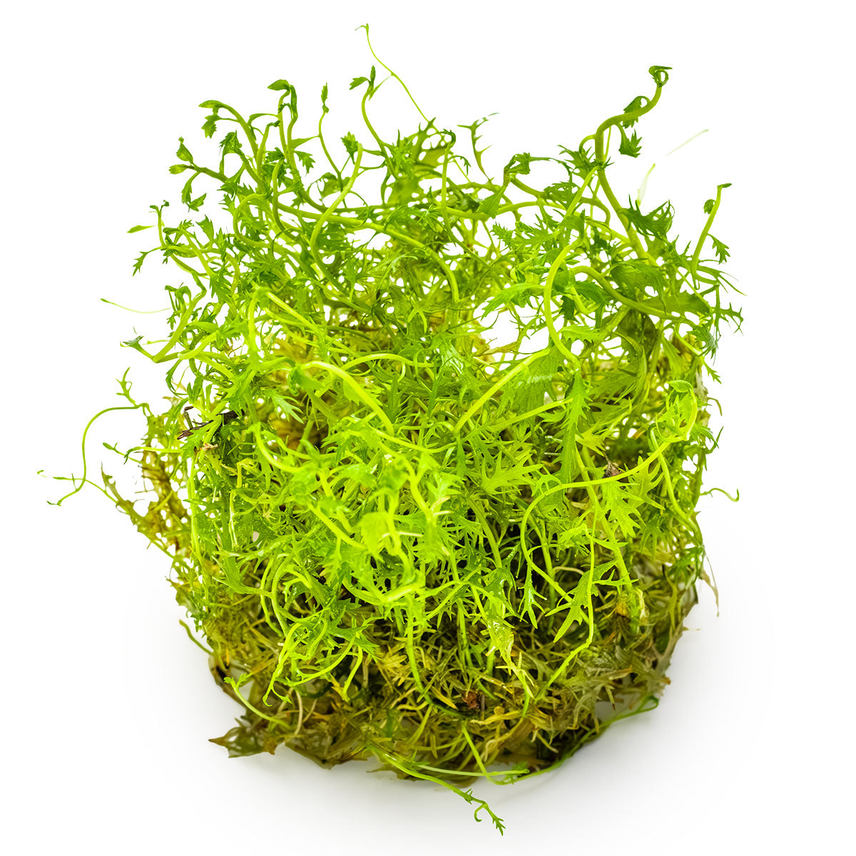 Proserpinaca palustris