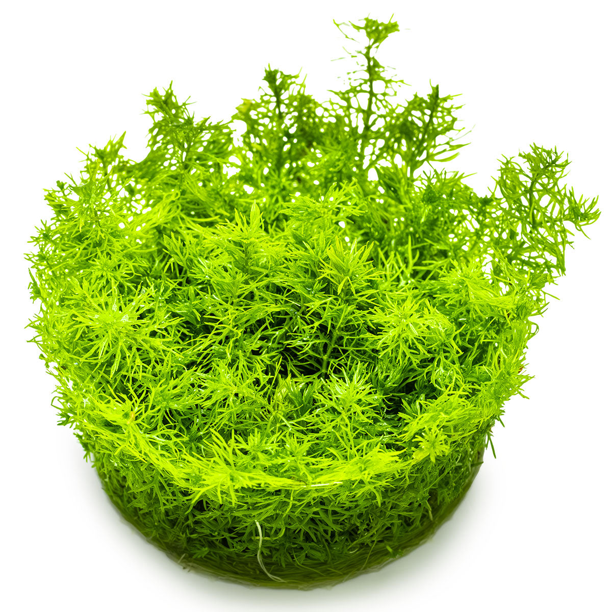 Myriophyllum sp. 'Guyana'