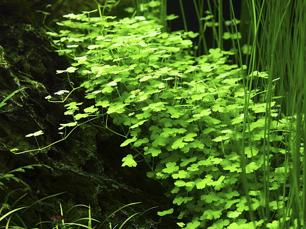 Hydrocotyle tripartita