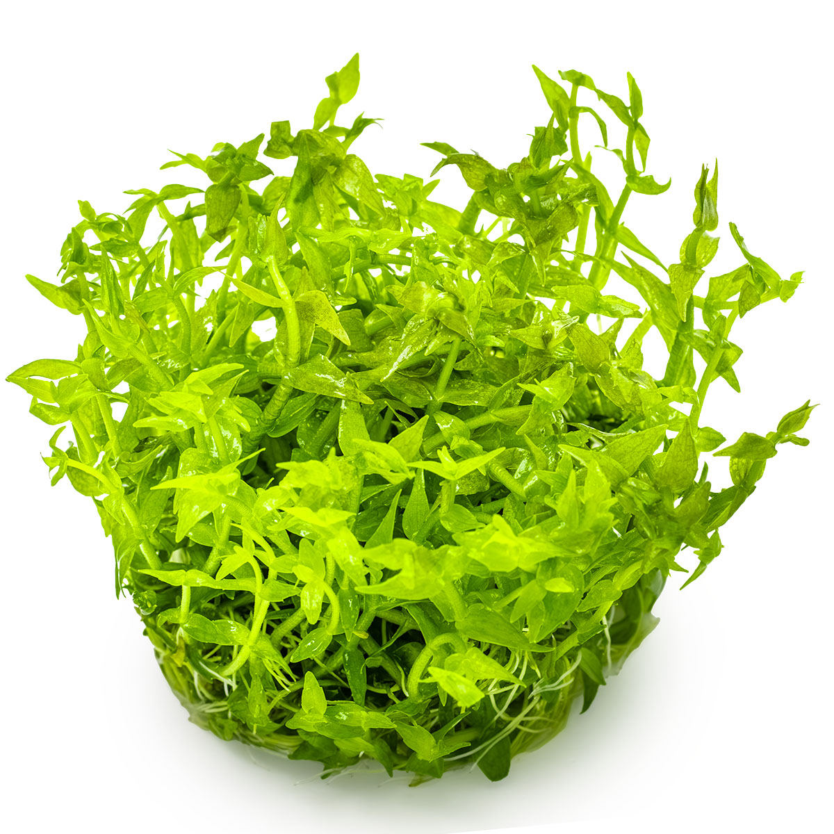 Gratiola viscidula