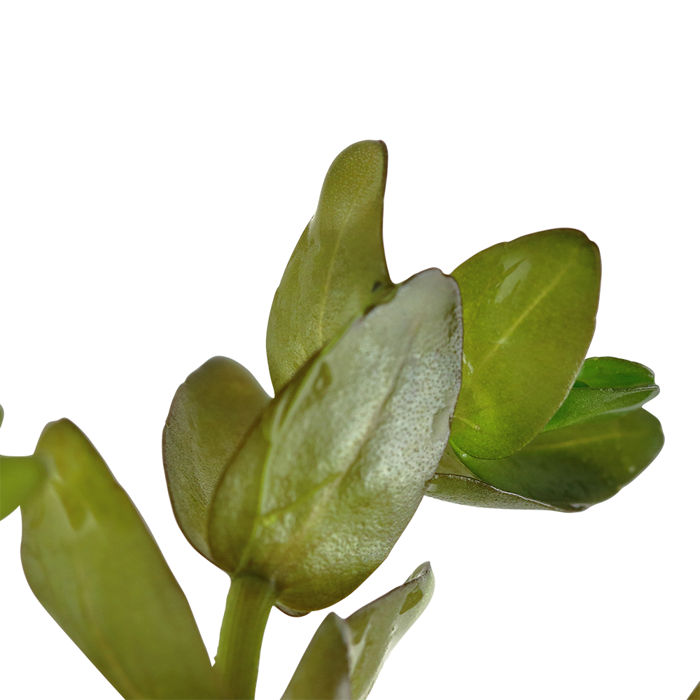 Bacopa caroliniana