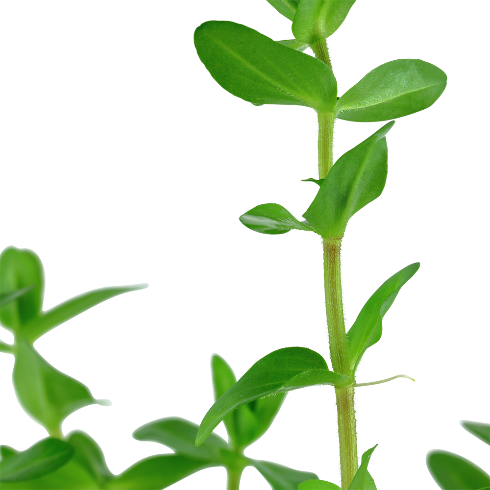 Bacopa caroliniana