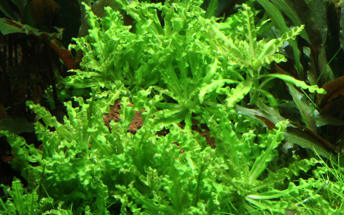 Pogostemon helferi
