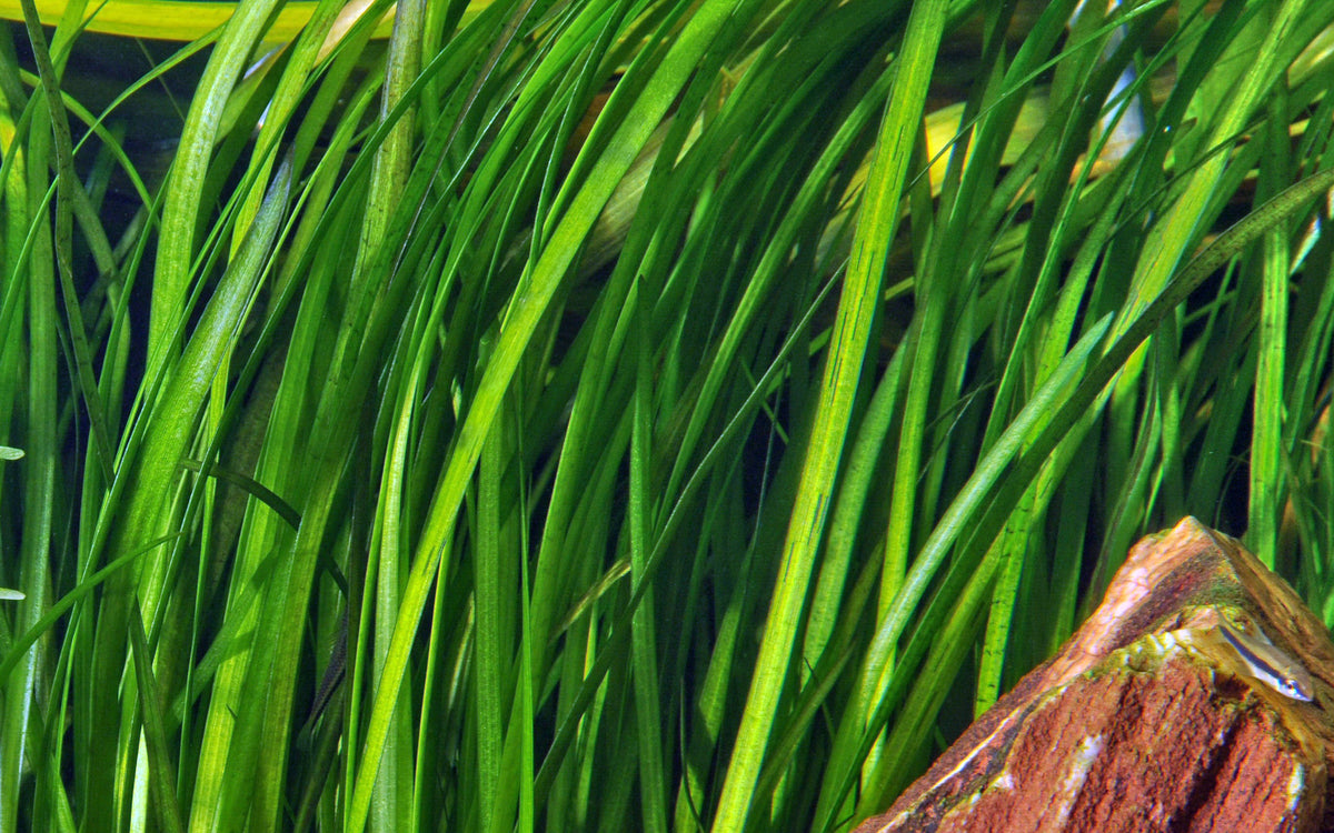 Vallisneria spiralis 'Tiger'