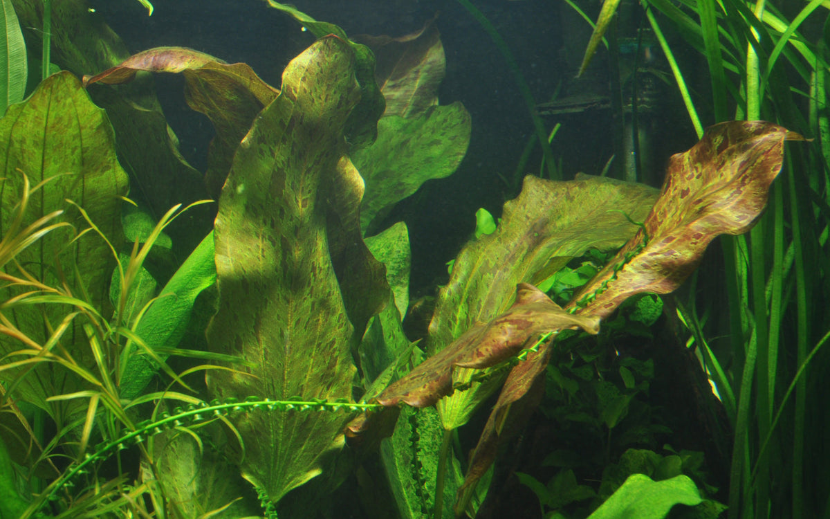 Echinodorus 'Ozelot'