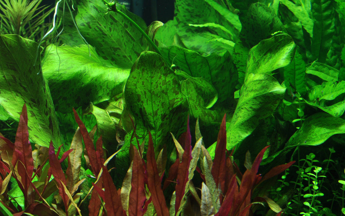 Echinodorus 'Ozelot Green'