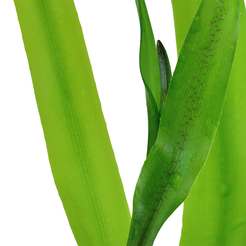 Crinum thaianum