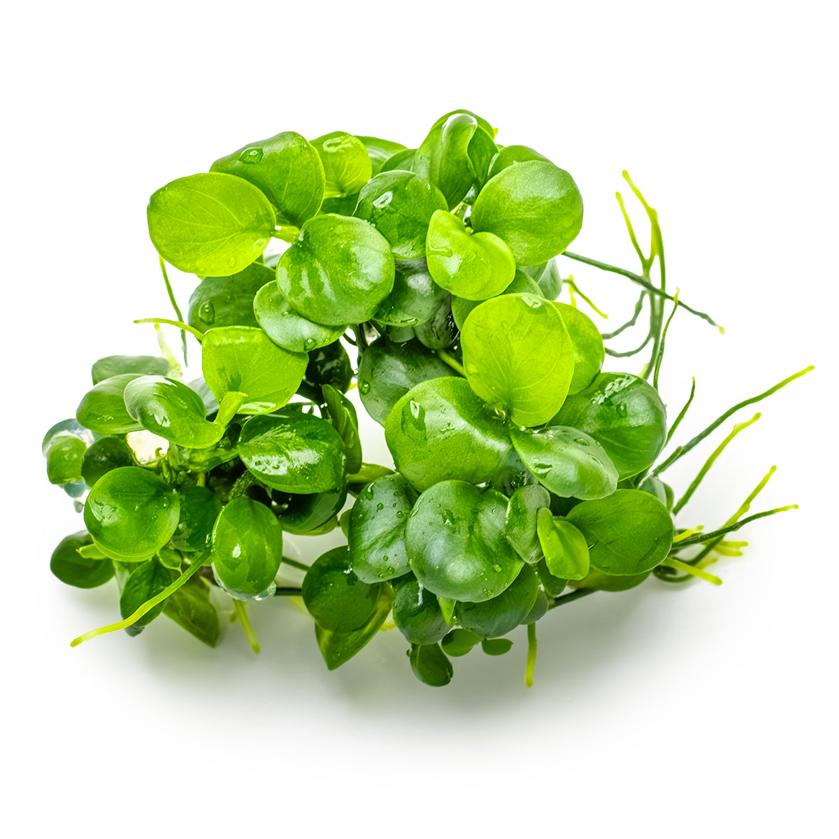 Anubias barteri 'Mini Coin'