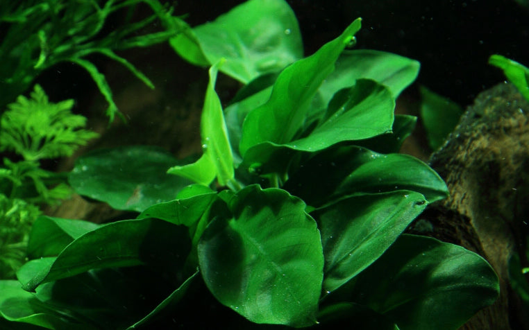 Anubias barteri nana