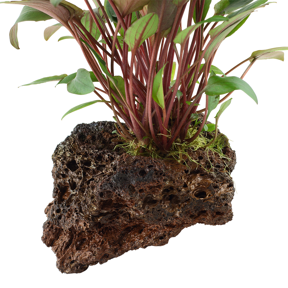Cryptocoryne beckettii 'Petchii'