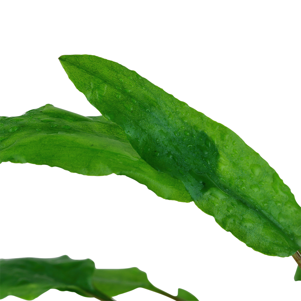 Cryptocoryne wendtii 'Green'
