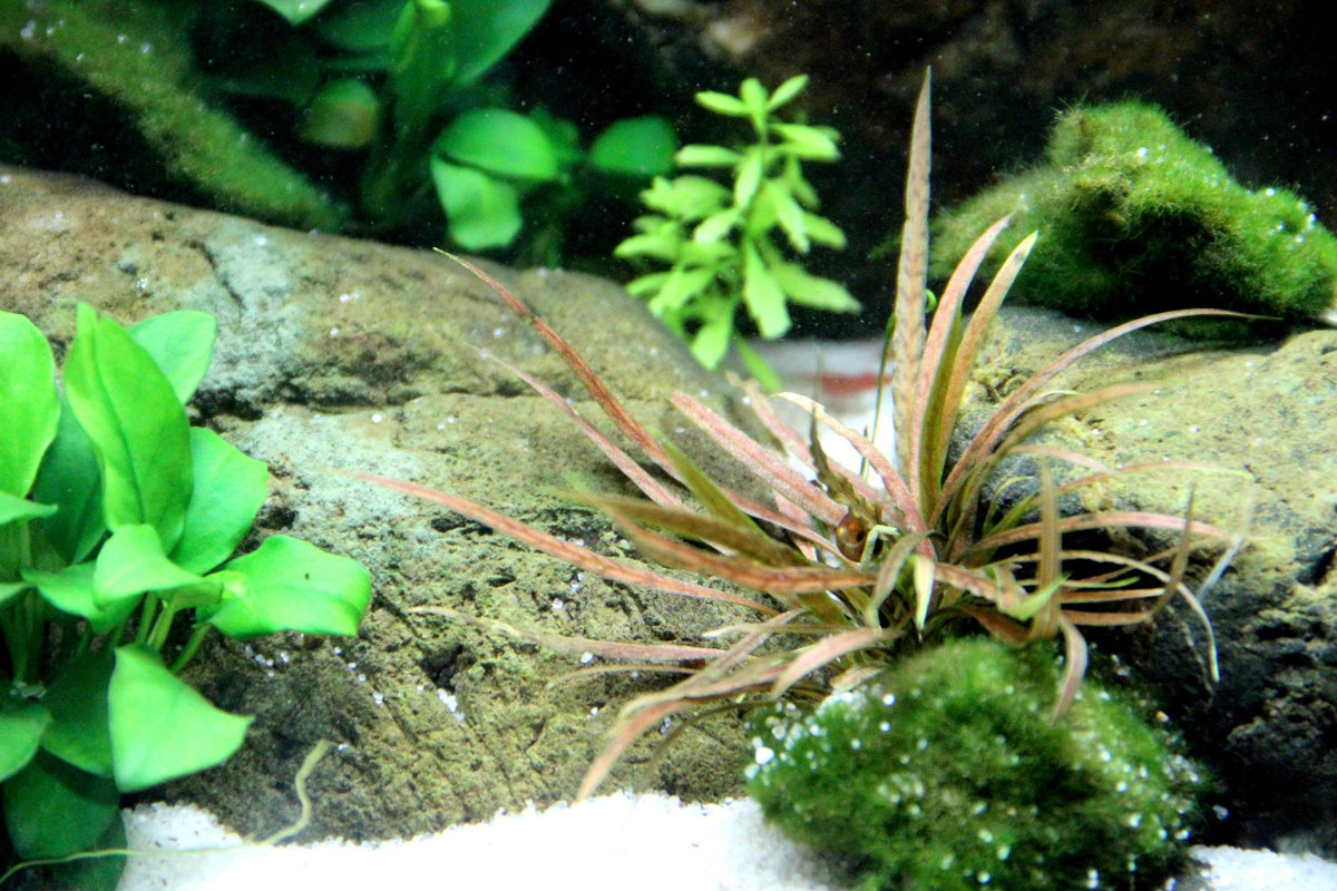 Cryptocoryne albida 'Brown'