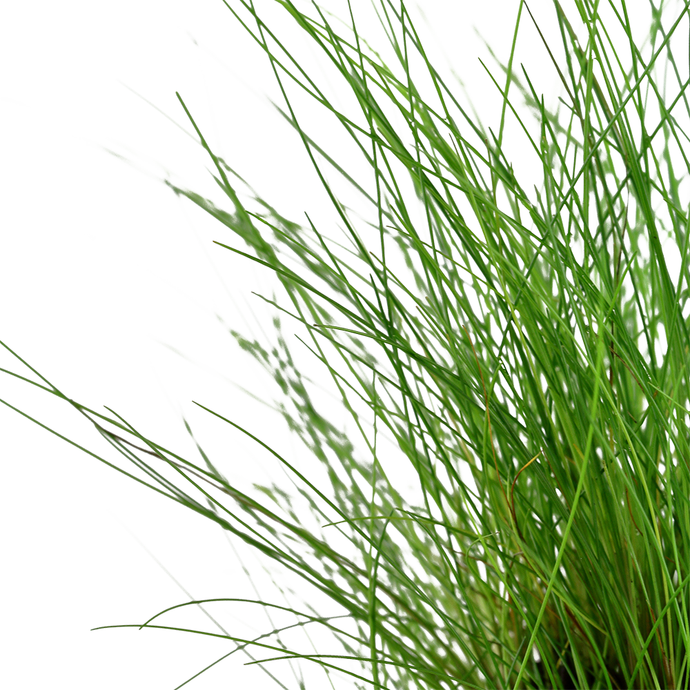 Eleocharis parvula