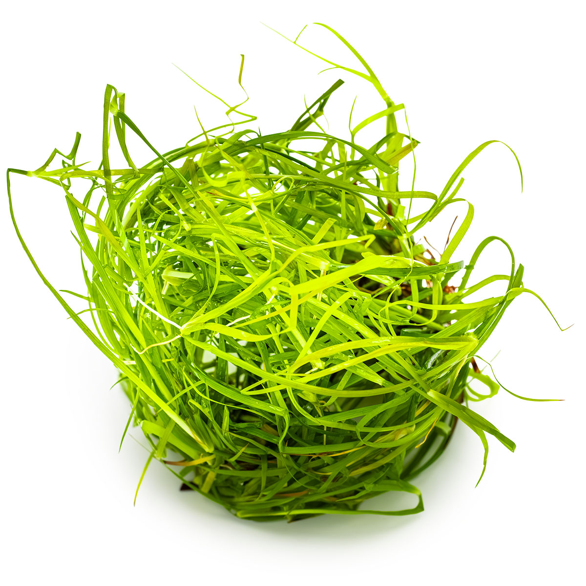 Juncus repens