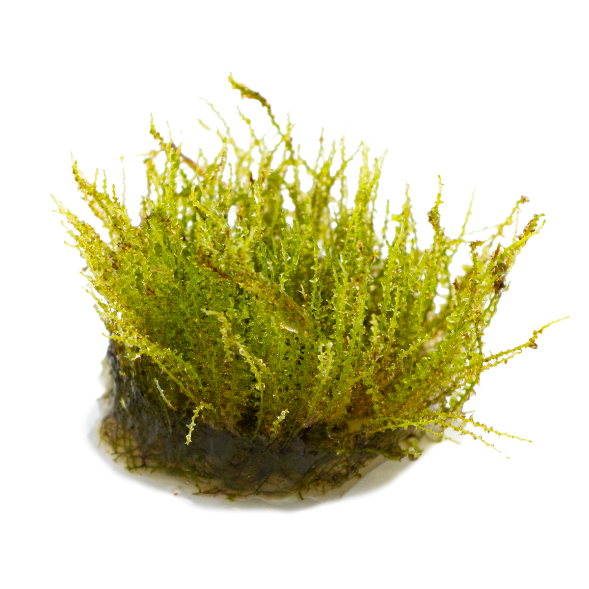 Plagiomnium sp. 'Thyme Moss'