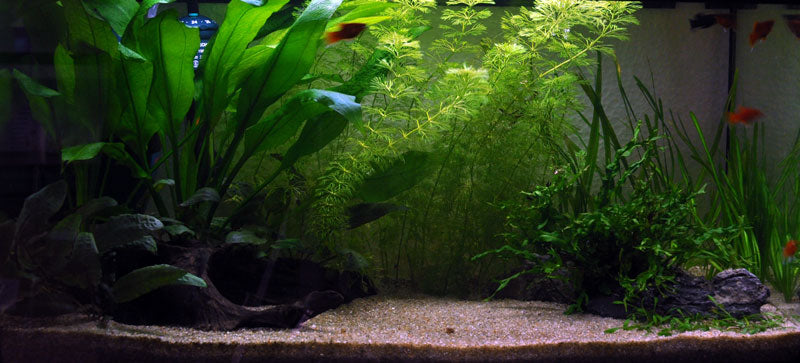 Layout 1 (54 L)